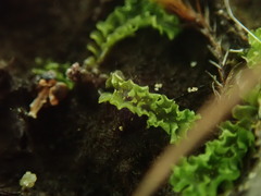 Fossombronia longiseta