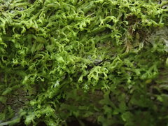 Metzgeria consanguinea
