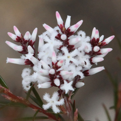 Acrothamnus melaleucoides