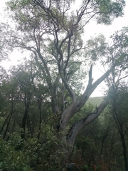 Arbutus arizonica