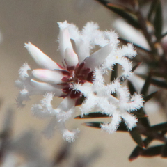 Acrothamnus melaleucoides