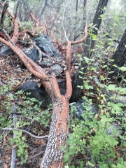 Arbutus arizonica
