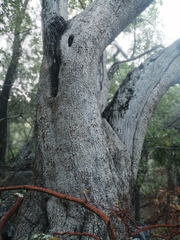 Arbutus arizonica