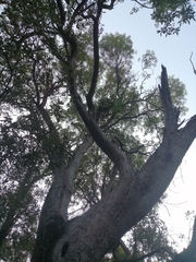 Arbutus arizonica
