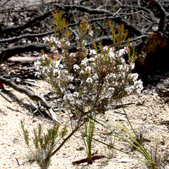 Acrothamnus melaleucoides