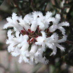 Acrothamnus melaleucoides