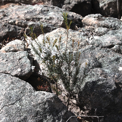 Acrothamnus melaleucoides
