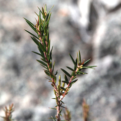 Acrothamnus melaleucoides