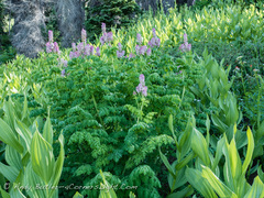 Corydalis caseana brandegeei