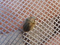 Homaemus parvulus