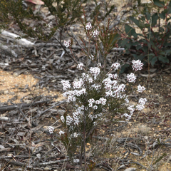 Acrothamnus melaleucoides