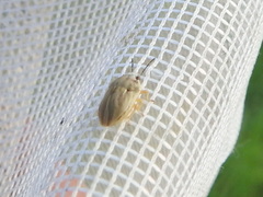Homaemus parvulus