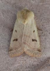 Dichagyris variabilis