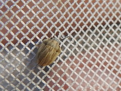 Homaemus parvulus