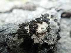 Lathagrium fuscovirens