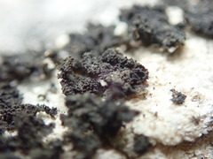 Lathagrium fuscovirens