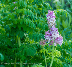 Corydalis caseana brandegeei