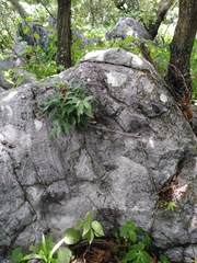 Ficus pertusa