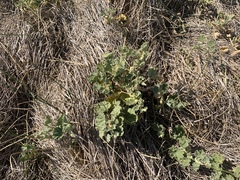 Malvella leprosa