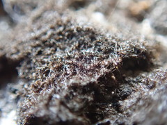 Lathagrium fuscovirens