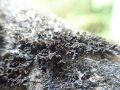 Lathagrium fuscovirens