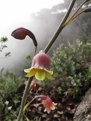 Prochnyanthes mexicana