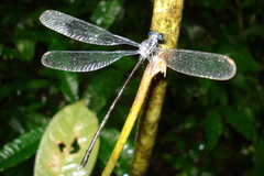 Podopteryx selysi