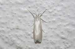Rupela