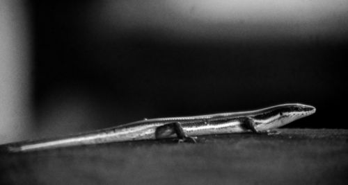 Mayan Skink