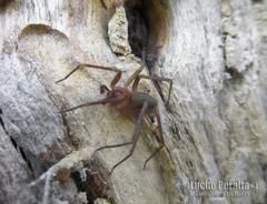 Loxosceles hirsuta