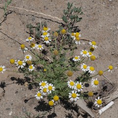 Erigeron compositus