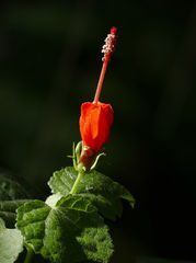 Malvaviscus arboreus drummondii