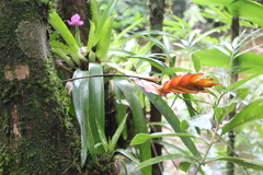 Vriesea carinata