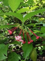 Arachnothryx jaliscensis