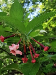 Arachnothryx jaliscensis