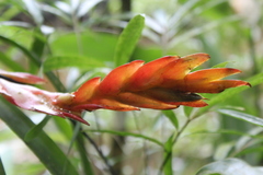 Vriesea carinata