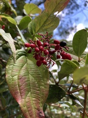 Viburnum urceolatum