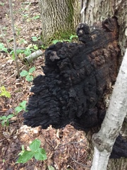 Inonotus obliquus sterilis