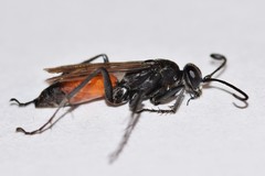 Anoplius semirufus