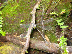 Podopteryx selysi