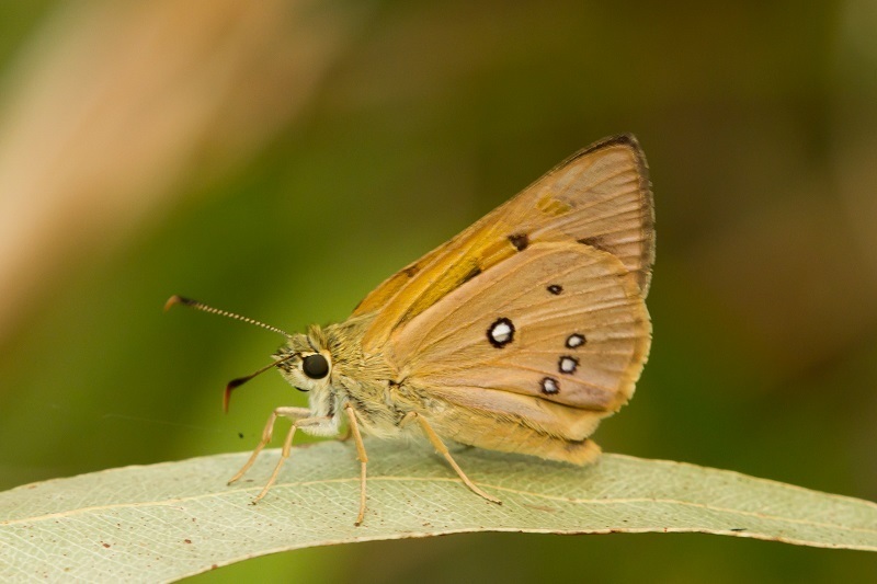 Eliena Skipper