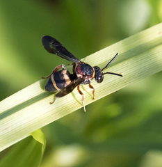 Epeolus bifasciatus