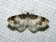 Hydrelia lucata