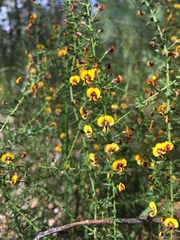Daviesia squarrosa