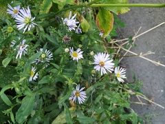 Symphyotrichum × salignum