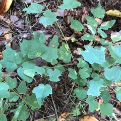 Vancouveria hexandra