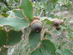 Quercus potosina