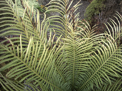 Blechnum gibbum