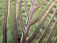 Blechnum gibbum