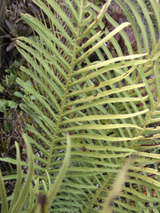 Blechnum gibbum